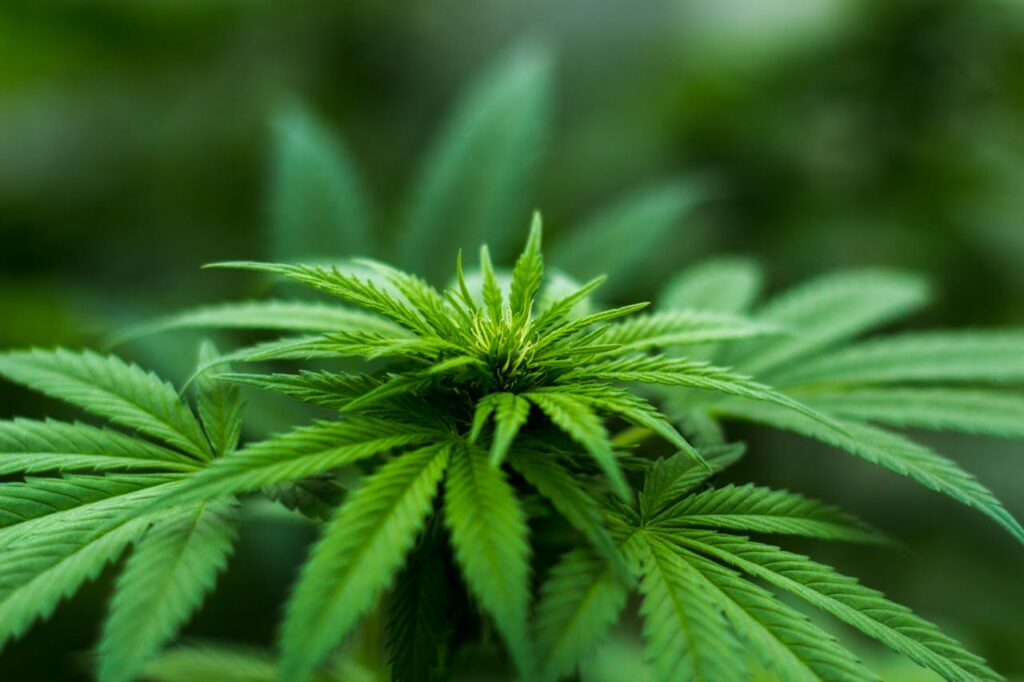 pexels-photo-606506 Vibrant close-up of a cannabis plant showcasing lush green leaves and natural growth outdoors.
